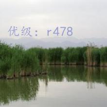 ƻ