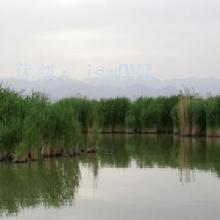 ׶