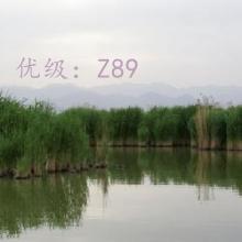 ʦ