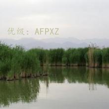 α