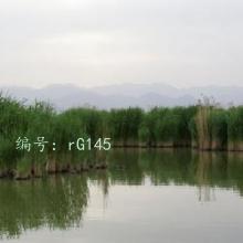 ׶